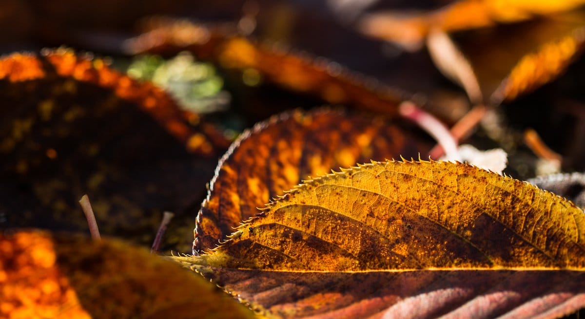 Why Professional Photography Matters