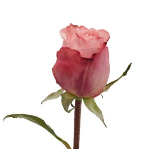 David Austin Roses
